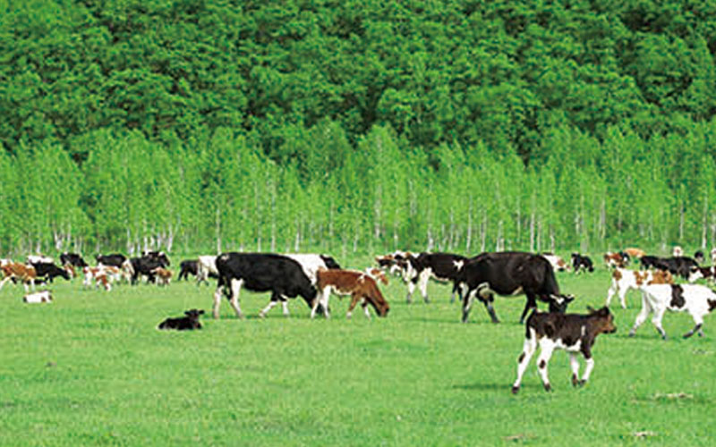 �B(y��ng)ֳ����